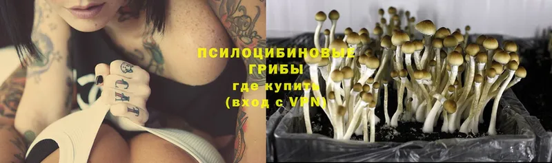 Галлюциногенные грибы Psilocybe  Рубцовск 